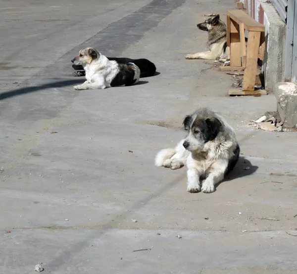 Straßenhunde — Stockfoto