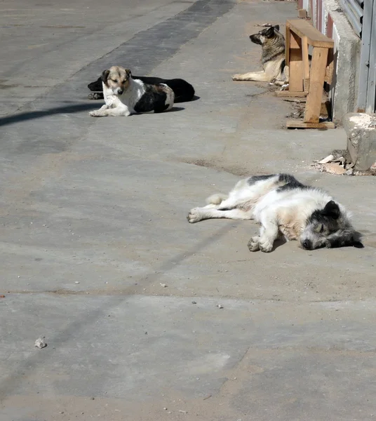 Straßenhunde auf der Straße — Stockfoto