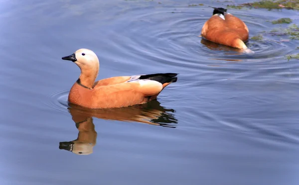 Zwei Roody Shelduck auf dem Wasser — Stockfoto