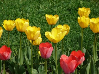 Bahar, kırmızı ve Sarı Lale