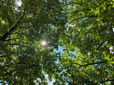 Şehir parkında yaz güneşli bir günde