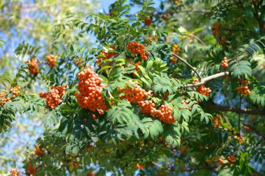 Kuru ve güneşli bir günde Ashberry