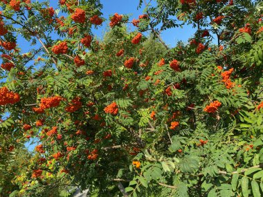 Kuru güneşli bir günde birçok Ashberry görüntüsü
