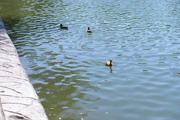 在阳光明媚的干燥夏日 在城市公园池塘里喝水 — 图库照片