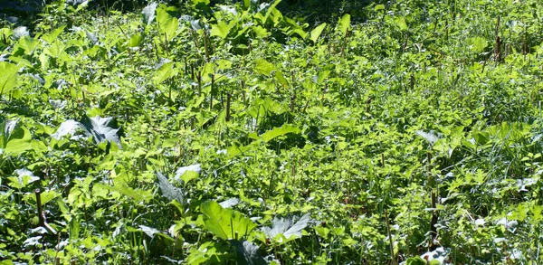 Hierba Verde Día Verano Soleado Seco —  Fotos de Stock