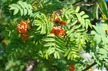 Kuru ve güneşli yaz gününde Ashberry
