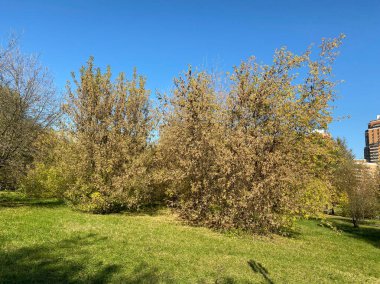 Kuru, güneşli bir sonbahar gününde Çimlerde bir sürü sarı yaprak
