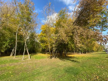 Kuru, güneşli bir sonbahar gününde Çimlerde bir sürü sarı yaprak