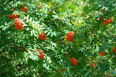 Kuru ve güneşli yaz gününde Ashberry