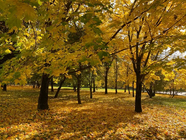 Żółte Liście Klonu Drzewie Suchy Słoneczny Jesienny Dzień — Zdjęcie stockowe
