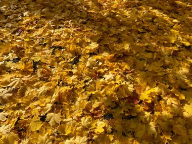 Sarı akçaağaç yaprakları sonbaharda kuru ve güneşli bir günde halıda