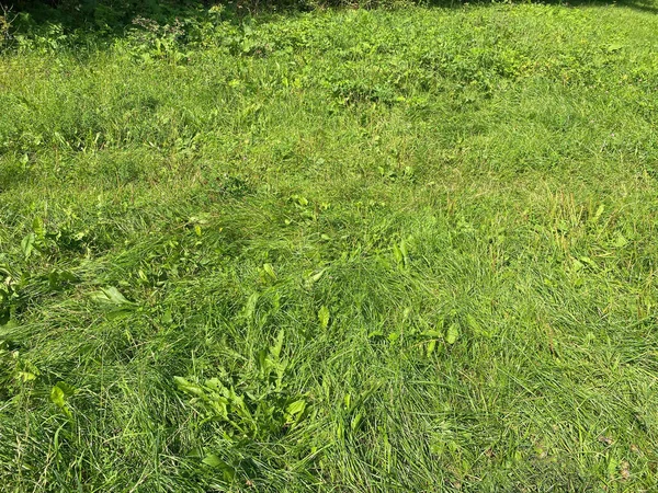 Grünes Gras Trockenen Sonnigen Sommertagen — Stockfoto