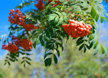 Kuru ve güneşli yaz gününde Ashberry