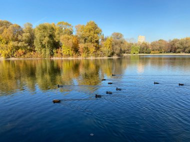 Sonbaharda, güneşli sonbahar gününde park et.