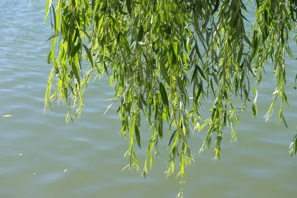 Şehir parkında yaz güneşli bir günde