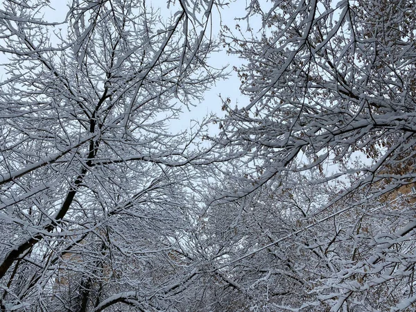 Winter City Yard Cloudy Day Snowfall — Stock Photo, Image