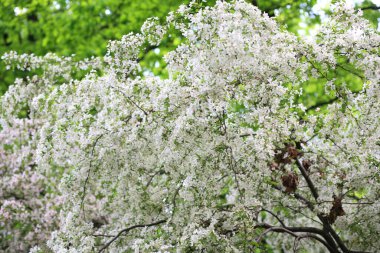 Gündüz kiraz ağacı çiçeği