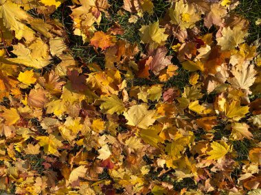 Sarı akçaağaç yaprakları sonbaharda kuru ve güneşli bir günde halıda