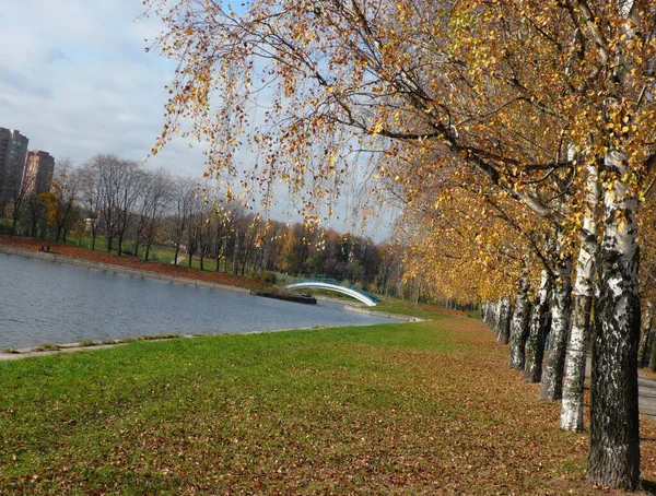 Sonbaharda Şehir Parkında Huş Ağacı Sokağı — Stok fotoğraf