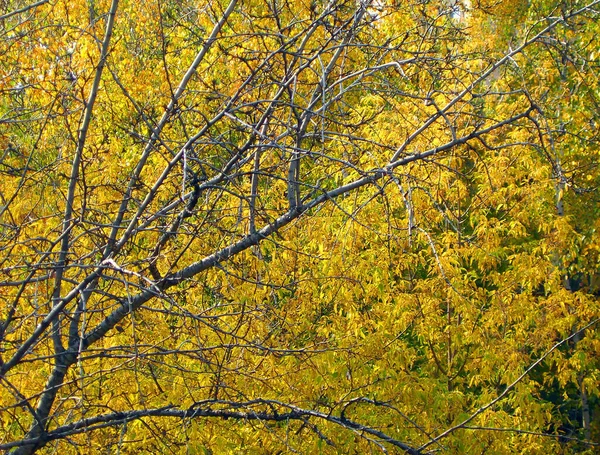 Bouleau Automne Septembre Par Temps Sec Ensoleillé — Photo