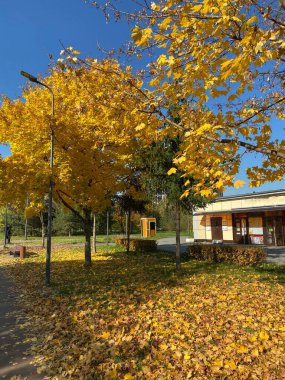 Sonbahar, güneşli bir günde şehir parkında.