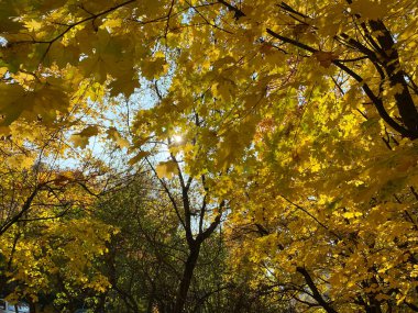 Kuru sonbahar gününde ağaçta sarı akçaağaç yaprakları