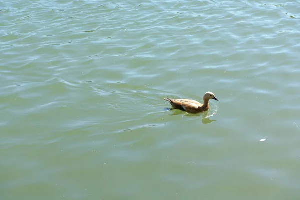 夏の乾燥した晴れた日に都市公園の池の水にリップル — ストック写真