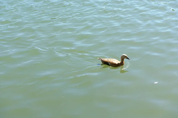 Wellen Auf Dem Wasser Stadtpark Teich Bei Trockenem Sonnigem Sommertag — Stockfoto