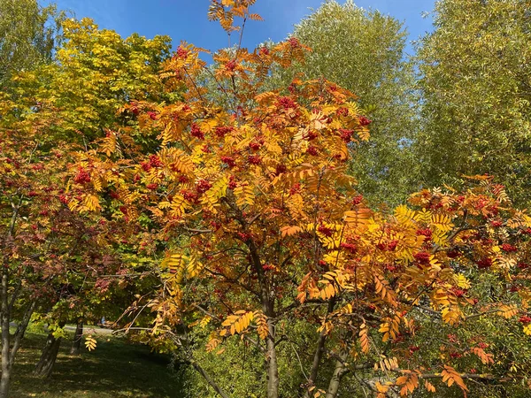 Bild Vieler Eschen Bei Trockenem Sonnigem Tag — Stockfoto