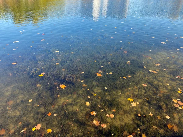 Yellow Maple Leafs Water Dry Sunny Autumn Day — Stock Photo, Image