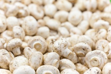 taze mantar champignon