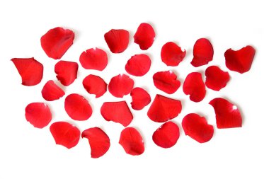 Beyaz arkaplanda güzel kırmızı gül yaprakları