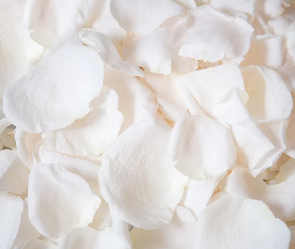 White rose petals Stock Photo by ©elenathewise 4825043