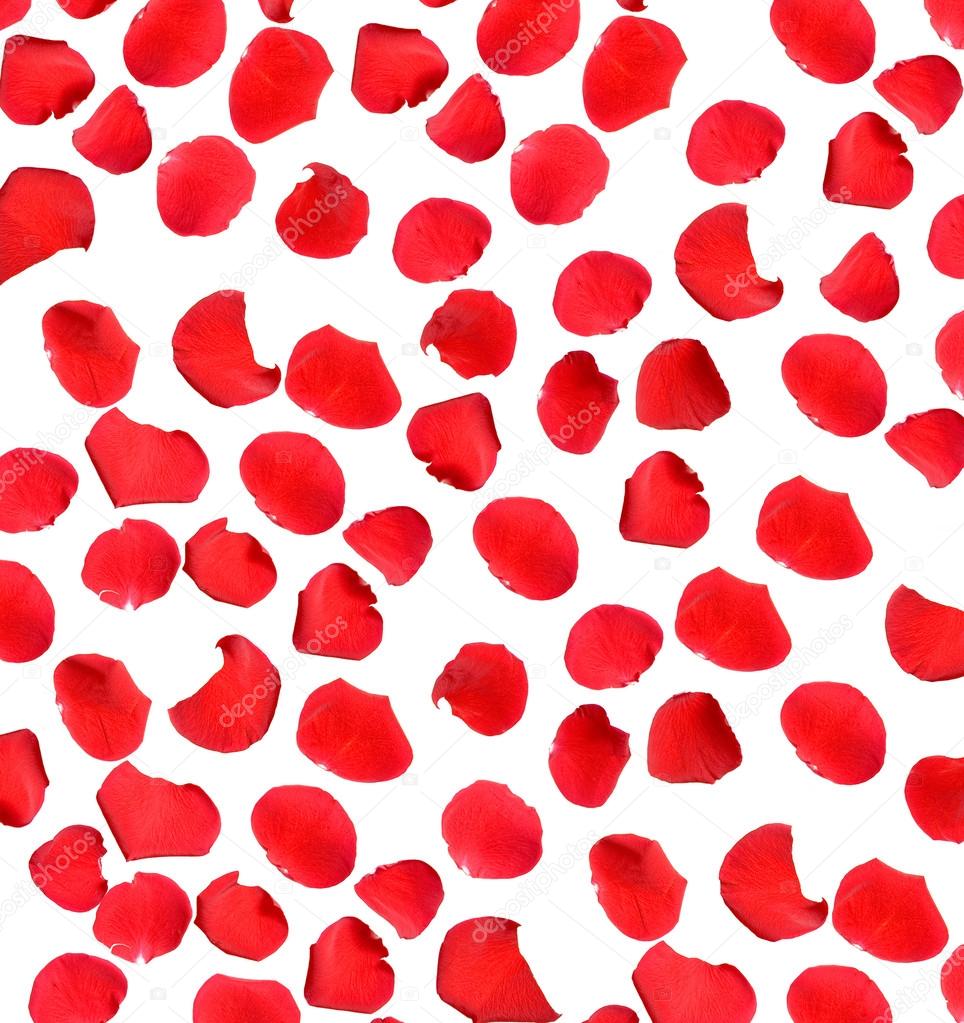 Beautiful Red Rose Petals On White Background Stock Photo Beautiful Red Rose Petals On White Background Photo By Xpatrik