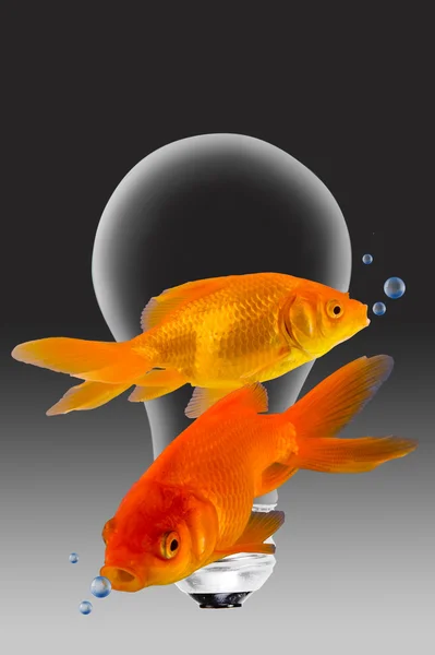 Gold Fish. — Stock Photo, Image