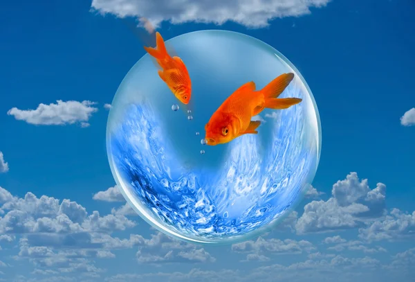 Goldfish Jumping. — Stock Photo, Image