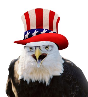 Amerikan kel kartal.