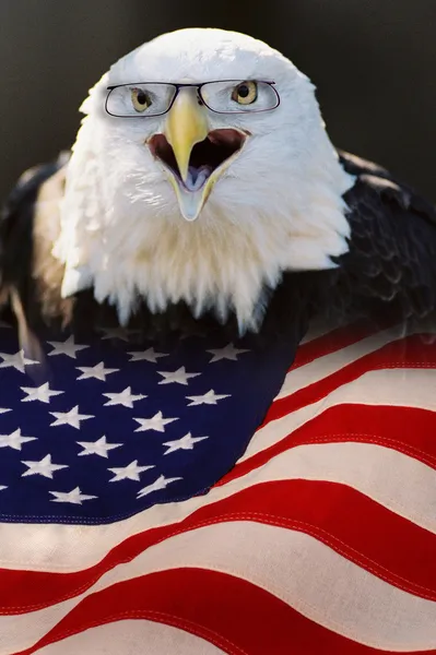 Aquila calva americana . — Foto Stock