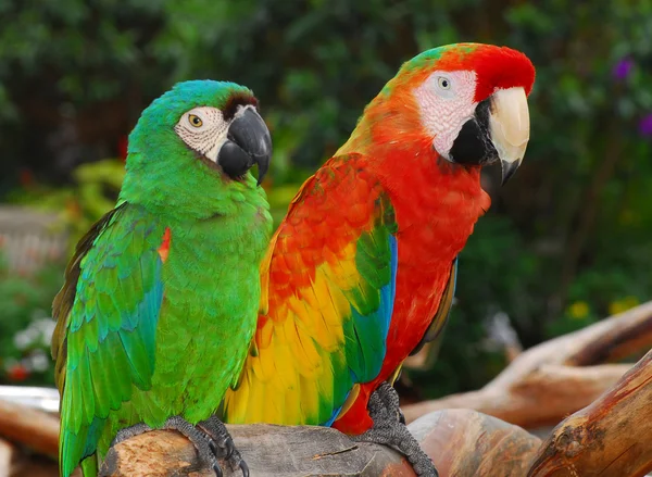 Macaw Birds. — Stock Photo, Image