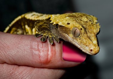 Sarı gecko.