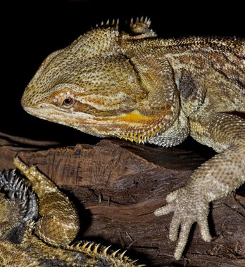 Sakallı Ejder lizzard.