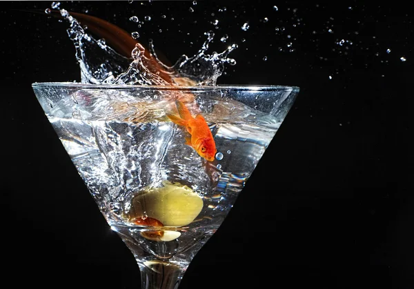Zlaté rybky martini. — Stock fotografie