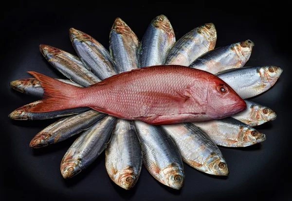 Snapper vermelho e cavala . — Fotografia de Stock