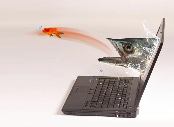 Computer Fishing. — Stock Photo, Image