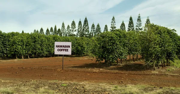 Kawa hawajska gospodarstwa. — Zdjęcie stockowe