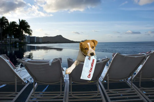 Doggy on vacation.