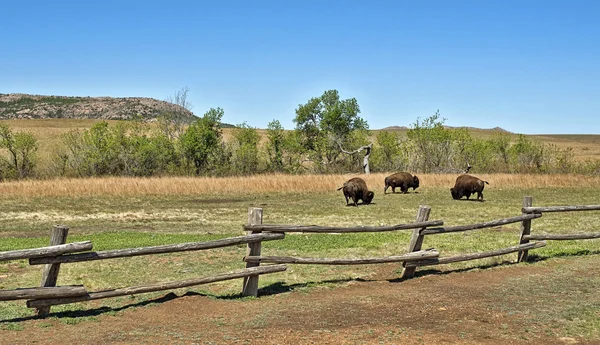 American Buffalo. — Stock Photo, Image