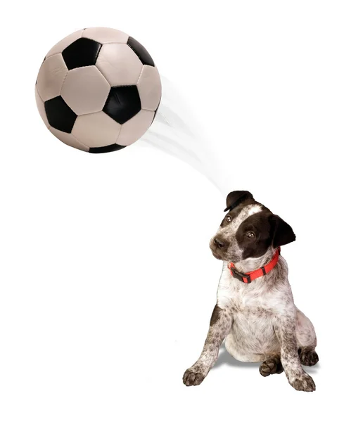 Perro de fútbol . —  Fotos de Stock