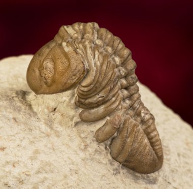 Oklahoma Trilobite.