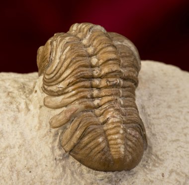 Oklahoma Trilobite. clipart